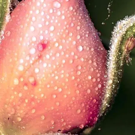 The Wild Seeds