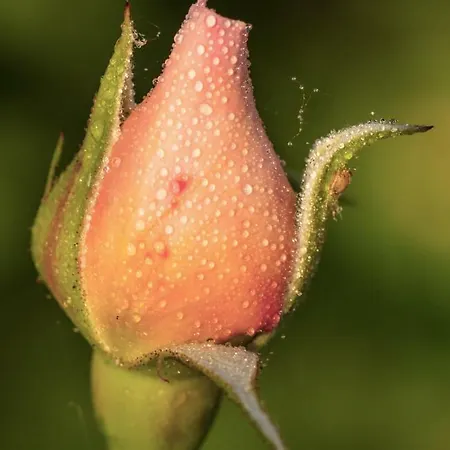 Bed & Breakfast The Wild Seeds