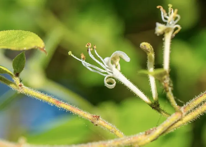 The Wild Seeds Bed & Breakfast Chauvigny